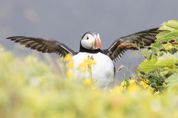 atlantic puffin in yellow flowers
