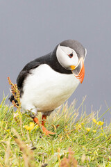 atlantic puffin in the gras