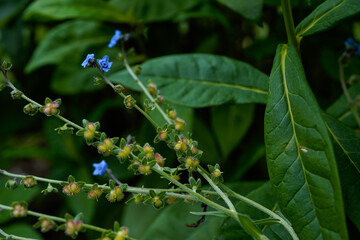 Forget me not flowers turning to seed pods. Floral background. Nature, outdoors.