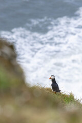 atlantic puffin (papageientaucher) an der Küste