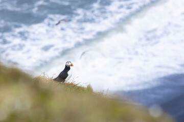 atlantic puffin on a cliff