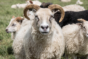 portrait of a sheep in Iceland