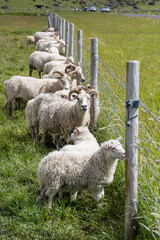 sheep in Iceland