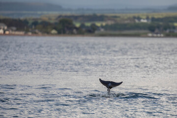 Fototapeta premium a dolphin just diving back into the water