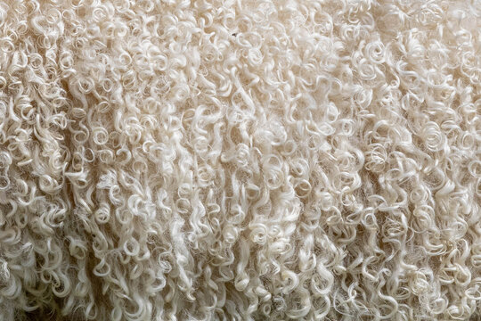 close up on the wool of a white sheep