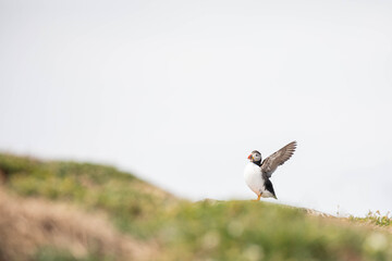 puffin speading its wings