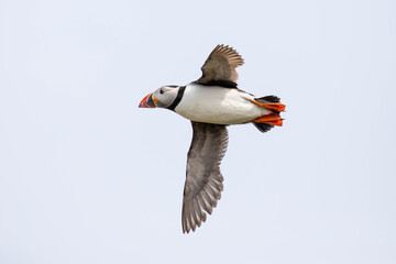 atlantic puffin in flight