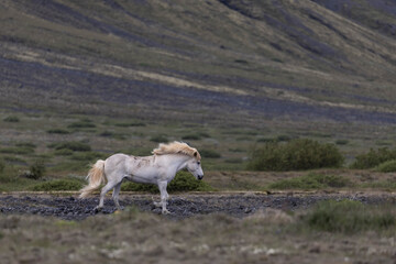 Fototapeta premium a white horse in the rocky landscape of Iceland