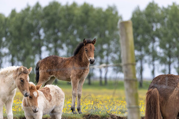 young Icelandic horse running in a field of yellow flowers