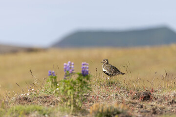golden plover - Goldregenpfeifer (pluvialis apricaria) - beautiful bird breeding in northern Europe