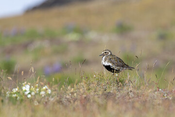 golden plover - Goldregenpfeifer (pluvialis apricaria) - beautiful bird breeding in northern Europe