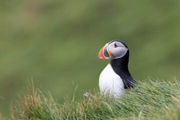 atlantic puffin portrait