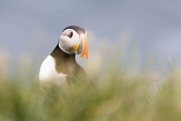 atlantic puffin portrait