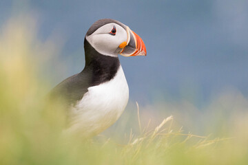 Papageientaucher - puffin portrait