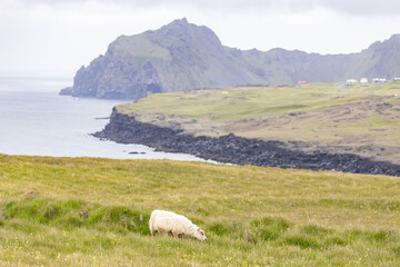 Obraz premium vestmannaeyjar, westman islands, in Iceland during summer, coastline with green gras and sheep