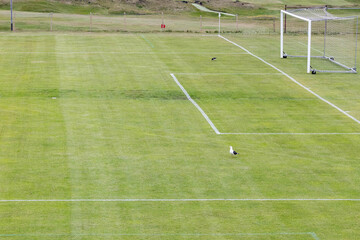 Fototapeta premium a sea gull on a soccer field in Iceland