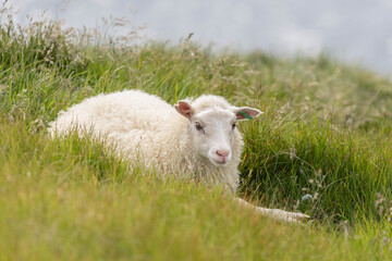a lamb resting in the high gras