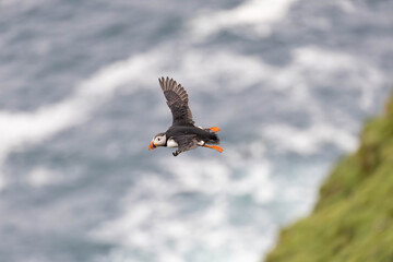 atlantic puffin in flight