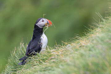 puffin collecting gras for the nesting and breeding place
