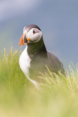 portrait of atlantic puffin in high gras
