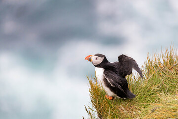 atlantic puffin spreading the wings