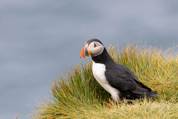atlantic puffin