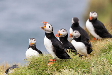 colony of atlantic puffins with one puffin yawning