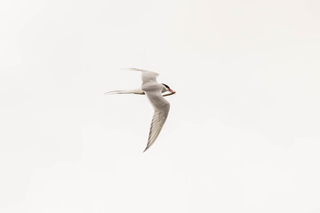 Obraz premium Küstenseeschwalbe - Arctic tern (Sterna paradisaea) in flight carrying a little fish