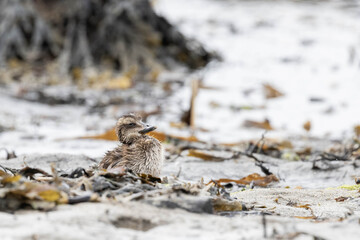 young eider duck chick
