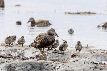 female common eider duck with her chicks