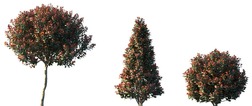 Set of Photinia &times; fraseri (known as red tip photinia and Christmas berry) frontal set street trees and shrub isolated png on a transparent background perfectly cutout