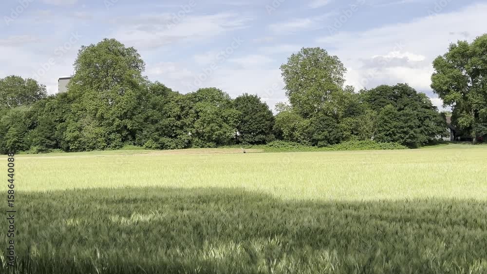 Poster field of grass with trees in the background