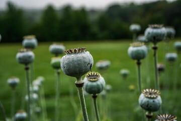 Poppy seed pods standing tall in a field outdoors.