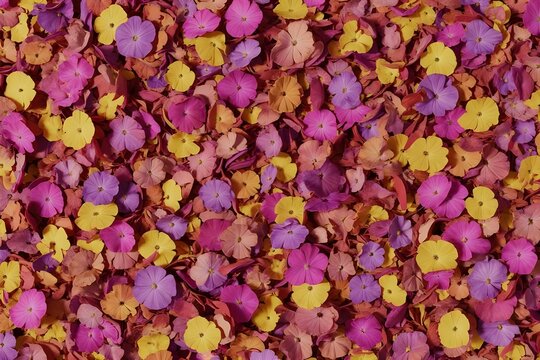 Colorful medley of vibrant flowers creates a textured floral backdrop for nature-inspired designs and springtime celebrations.