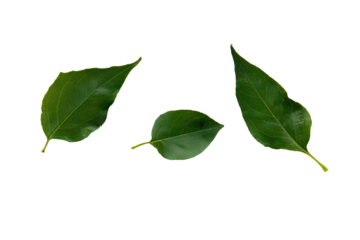 three green leaves on a white background
