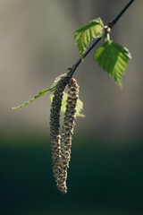 Close-up of Hanging Birch Catkins and Young Green Leaves on a Tree Branch