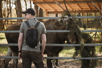 Man with Backpack Watching a Moose Eating Behind a Fence