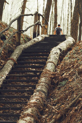 Ascending Wooden Staircase with Log Supports in a Dense Forest Setting
