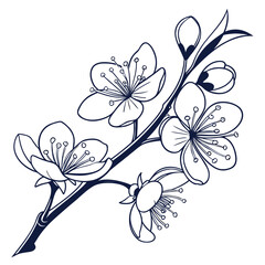 vector illustration of mulberry spring white flowers