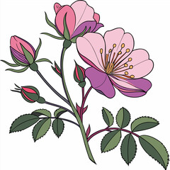 vector illustration of moss rose
