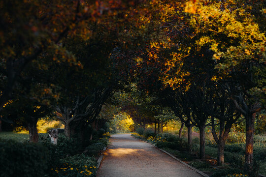 Fototapeta Autumn path lined with trees in Quebec, Canada