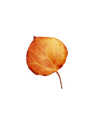 Watercolor illustration of autumn leaf in bright orange tones. Perfect for seasonal projects such as cards, posters, invitations, scrapbooking, packaging or DIY.