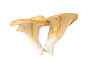 Naklejka premium two mushrooms are shown on a white background