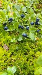 blueberries