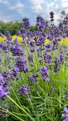 lavender