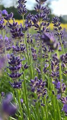lavender