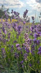 lavender