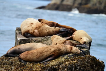 Sea Lions Resting on a Sea Cliff