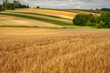 A panoramic view of a golden cereal field with gently rolling, multicolored strips of farmland and...