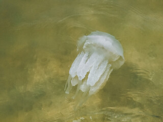 Transparent jellyfish floats through water.summer Holidays concept. Background, copy space